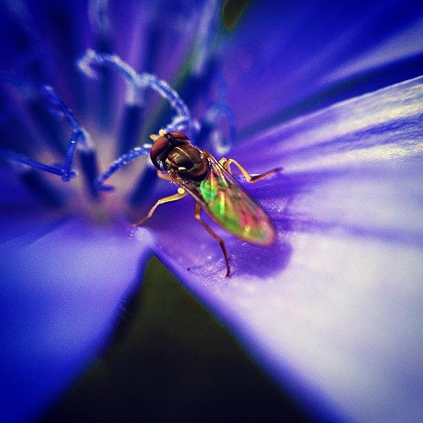 Nature Photograph - I Hate Bugs. But I Love #macro by Meeshi Sense