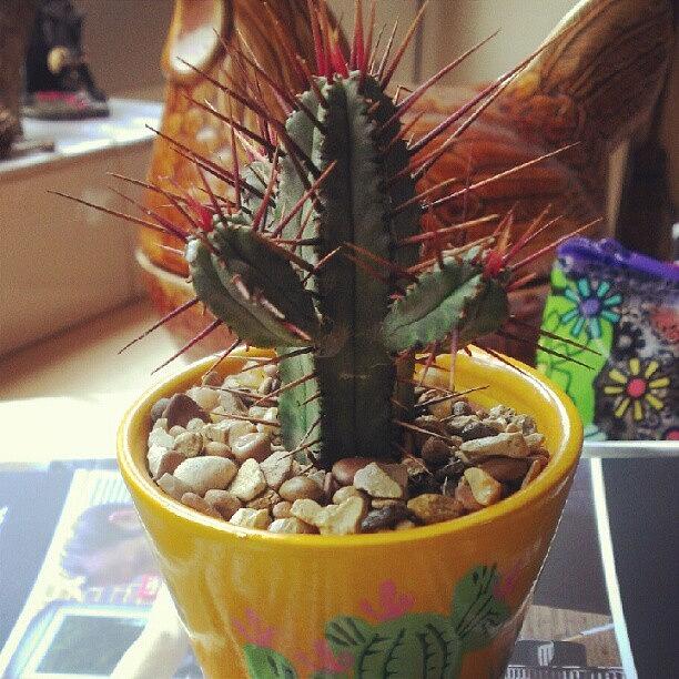 I Have A New Cactus! This Makes Me Photograph by Bee Mcmahon