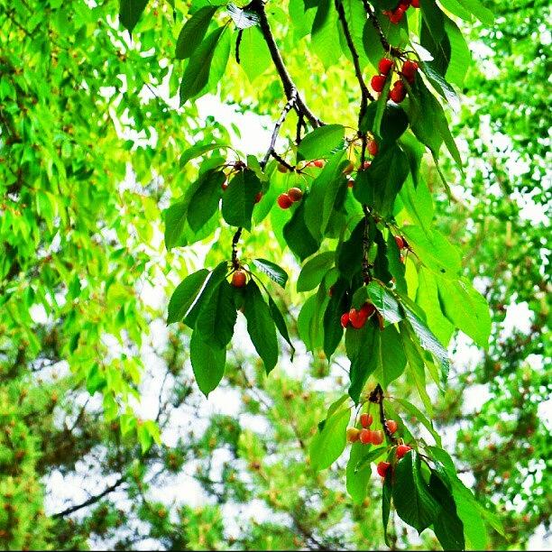 Tree Photograph - I Have Fruit Growing In My Backyard by Becca Watters