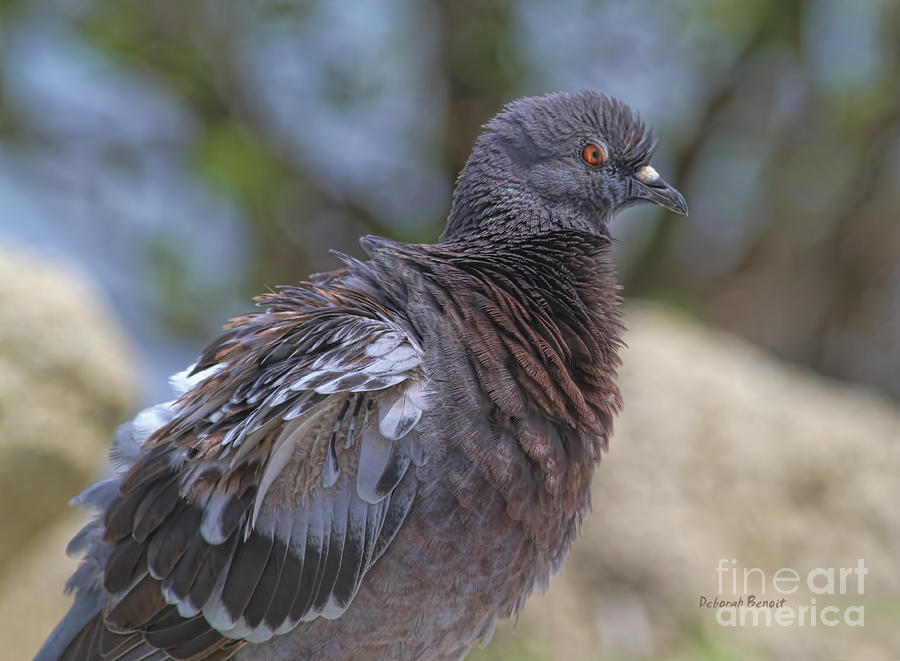 Pigeon Photograph - I Have The Look by Deborah Benoit