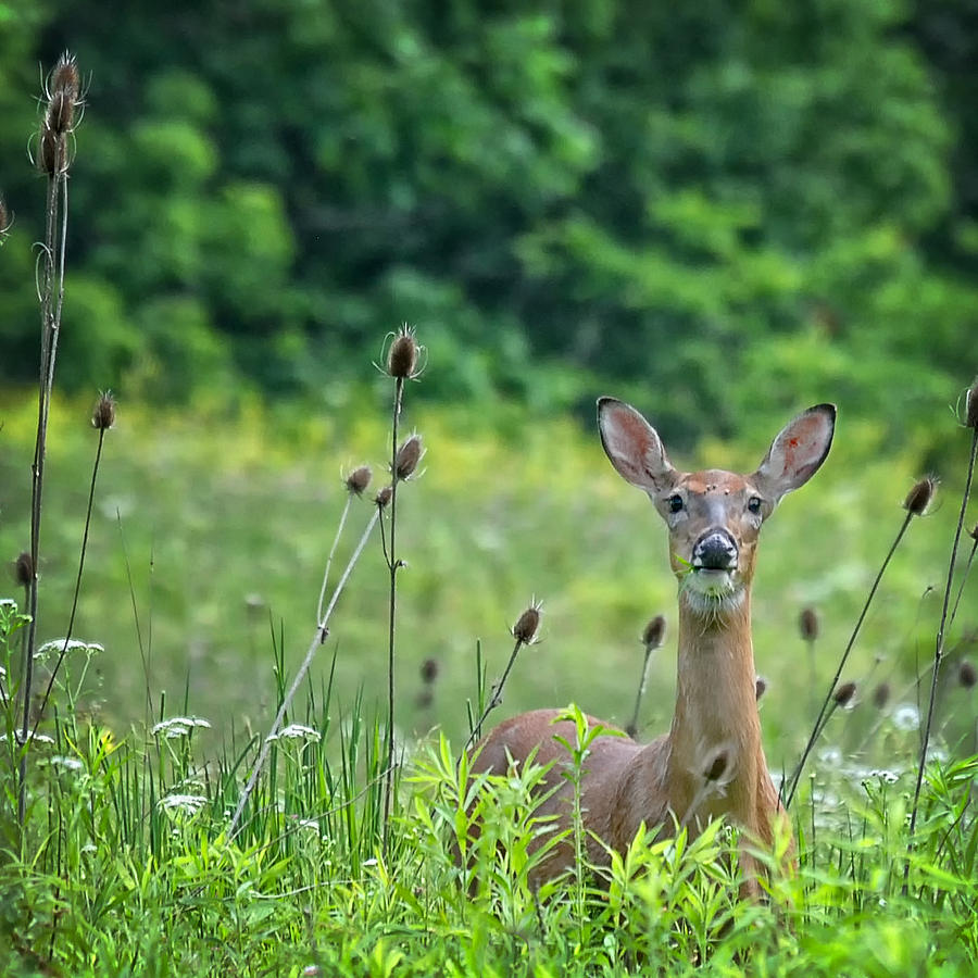 I Hear You Photograph by Brian Mollenkopf - Fine Art America