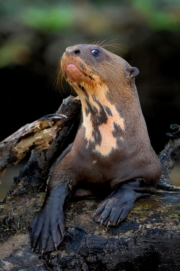 I just otter pose Photograph by Paul Bratescu - Fine Art America