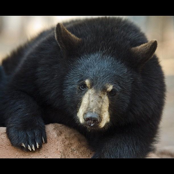 Bear Photograph - I Just Wanted To Bring Him Home #bear by Michael Misciagno
