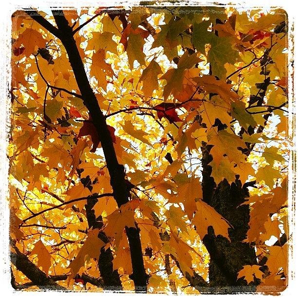 Fall Photograph - I Live In A Postcard... #fall Colors by Laura Korb