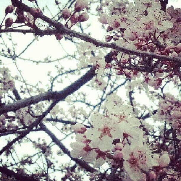 I Love Blossoming Trees! Photograph by Jessica Ward