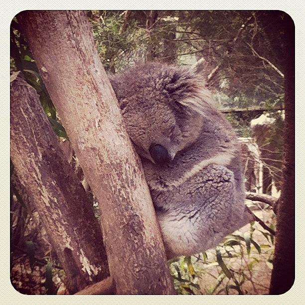 Koala Photograph - I Love How Flat Out Koalas Are by Lana Houlihan