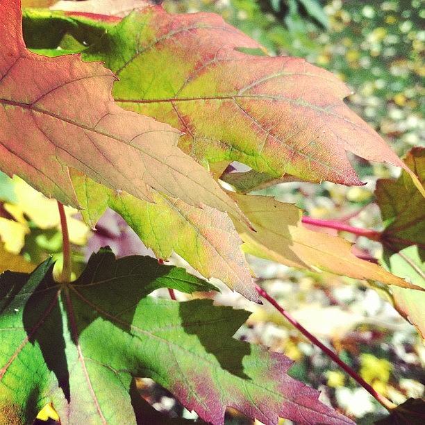 Nature Photograph - I Love Like A Leaf In The Wind. #leaves by Jenna Luehrsen