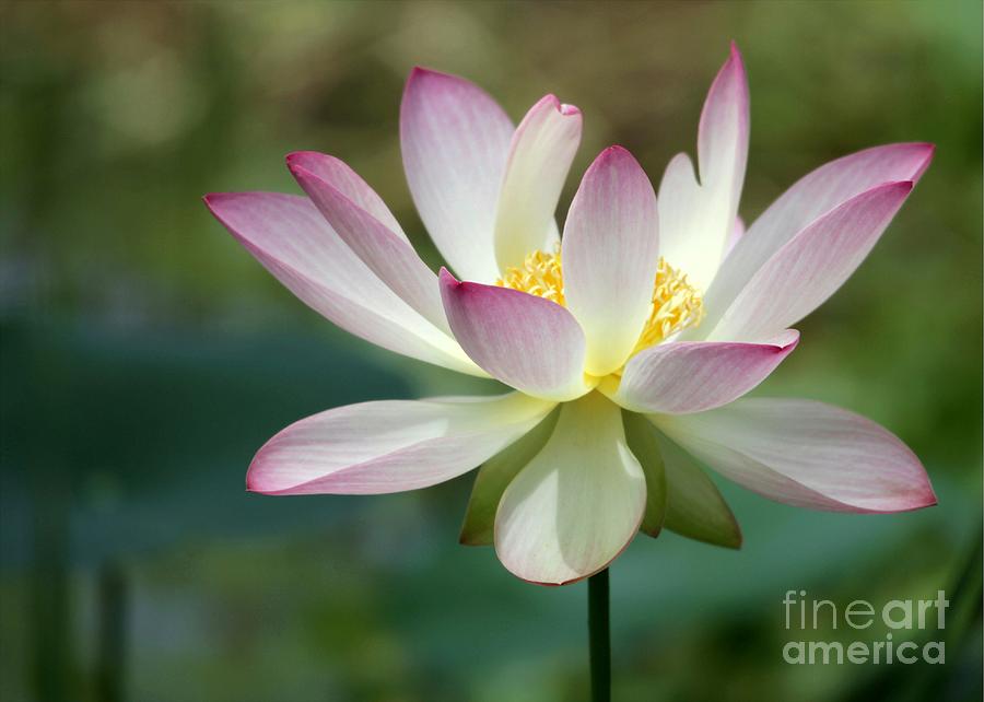I Love Lotus Photograph by Sabrina L Ryan