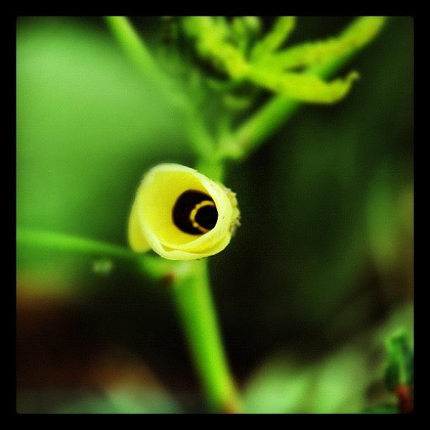 Okra Photograph - I Love The Blossoms On The #okra by Diana Daley