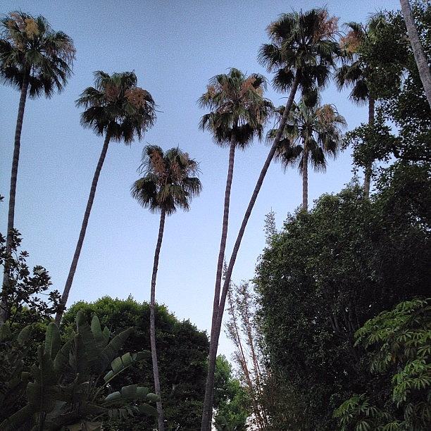 Tree Photograph - I #love The #lush Tall #palm #trees :) by Ray Jay