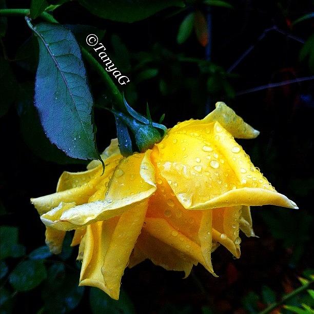 Flowers Still Life Photograph - I Love The Rain..beautiful Rain Drops by Tetyana Gobenko