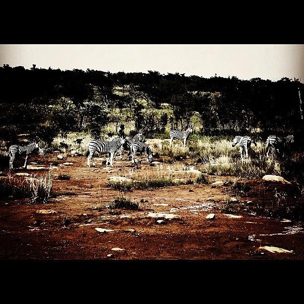 Zebra Photograph - I Love These Animals #zebras #safari by Cara Lewis