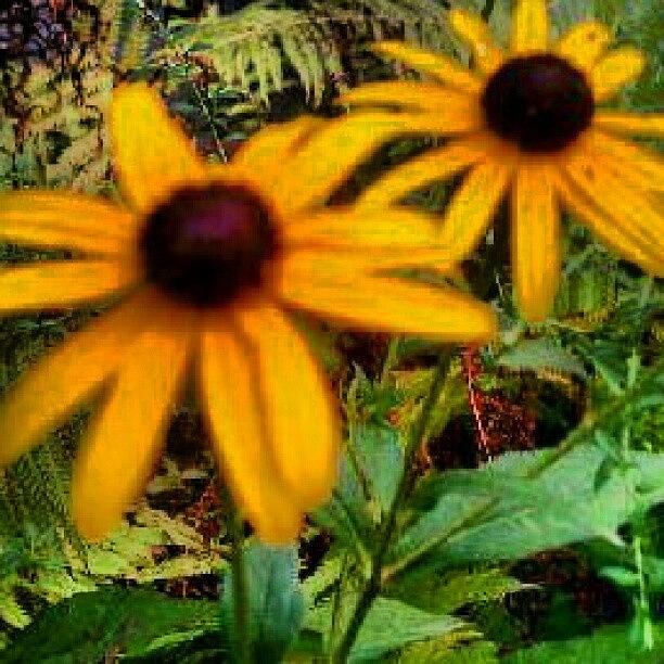 Flower Photograph - I Love These Flowers <3 #floweroftheday by Lunesta Walker