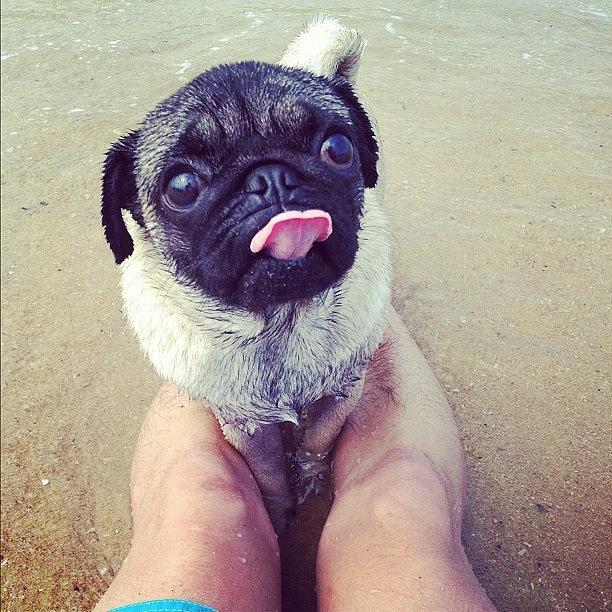 Pug Photograph - I Love This Face :d by Zachary Voo