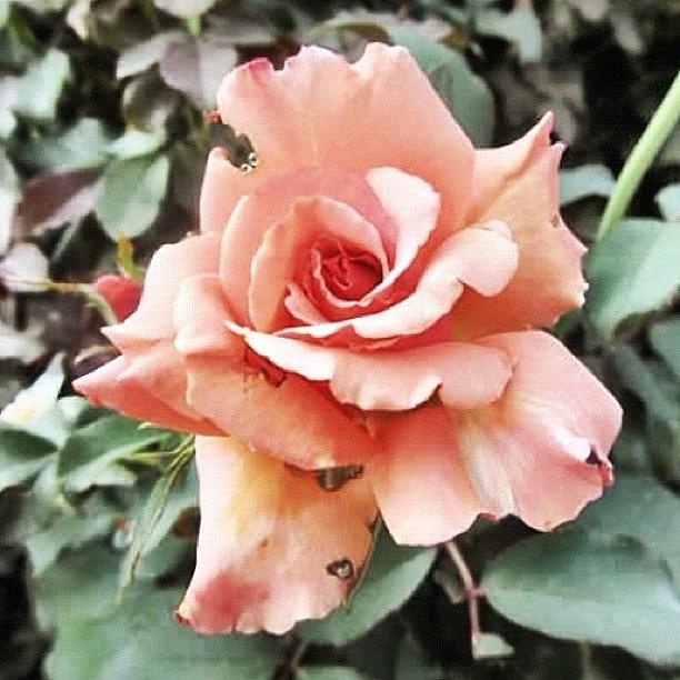 Summer Photograph - I Love This Tattered Pink Rose 🌷! by Sehal Shah