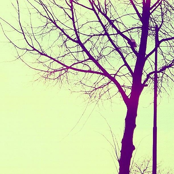 Tree Photograph - I Love This #tree 💛 #pastel by Simone Gruber