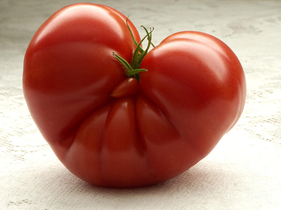 I Love Tomatoes Photograph by Sharon Talson