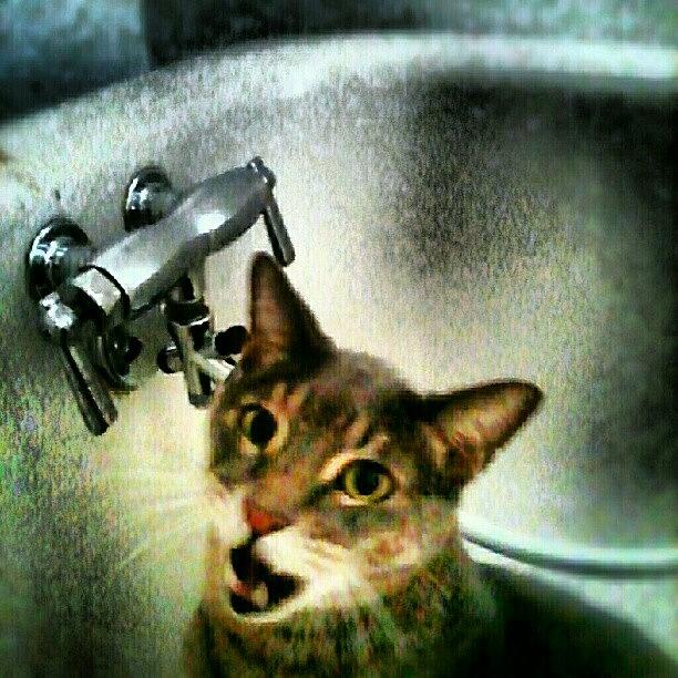 Cat Photograph - i Love Tub... The Cheez Cleans by Michael Green
