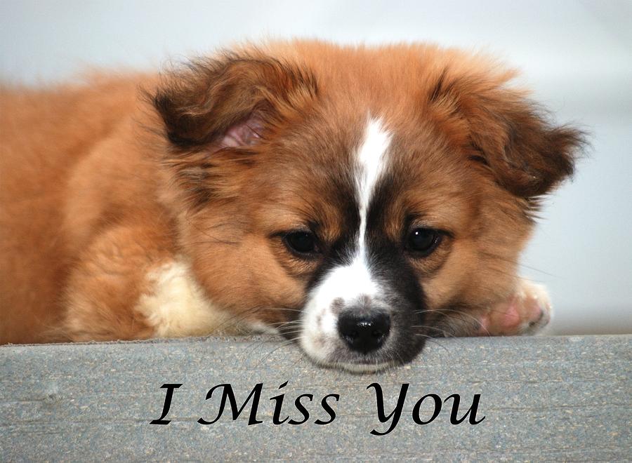 I Miss You card Photograph by Michael Peychich | Fine Art America