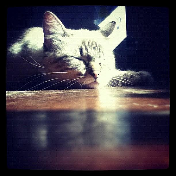 Cat Photograph - I Miss You Liliquoix. You Were Always by Emma Holton