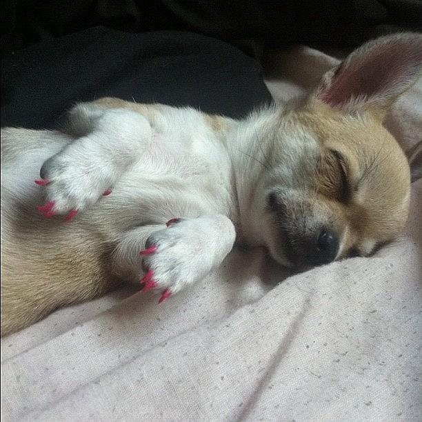 Puppy Photograph - I Painted Her Nails For Her  by Zoe Elliott