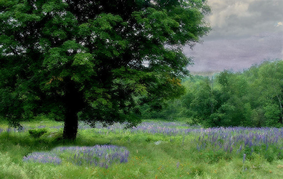 I Planted a Lupine Garden in My Dreams Photograph by Wayne King