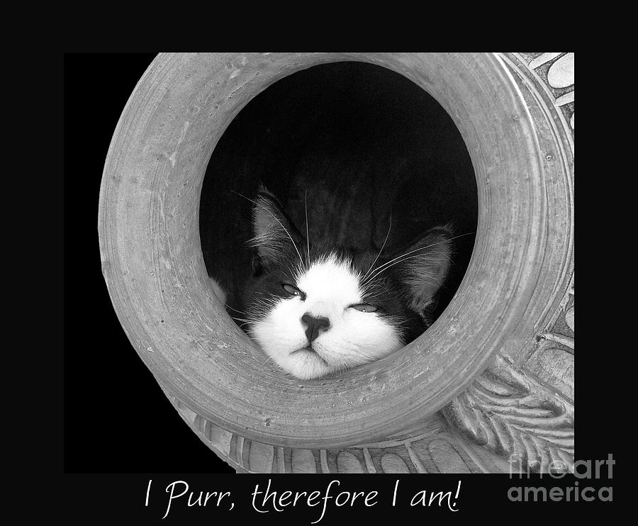I Purr therefore I am... Photograph by Karen Lewis