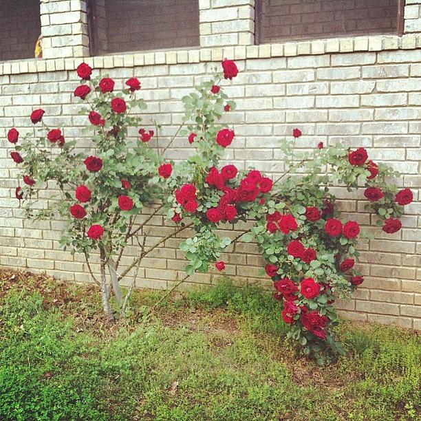 Brick Photograph - I Really Love This Rose Bush by Angie Davis