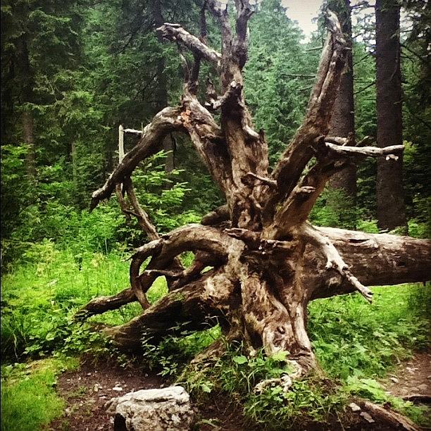 I Saw This Tree On A Hiking Trail! Photograph by Sara Iskrzycki 