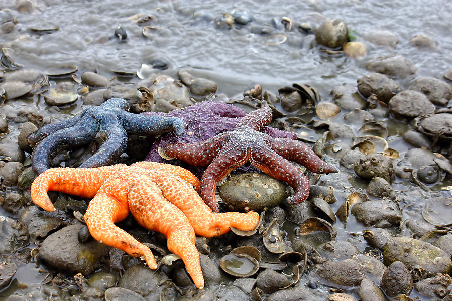I Say Starfish You Say Sea Star Photograph by Tracie Schiebel