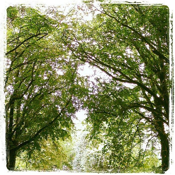I See Trees Of Green...... Song Quote Photograph by Megan Walker
