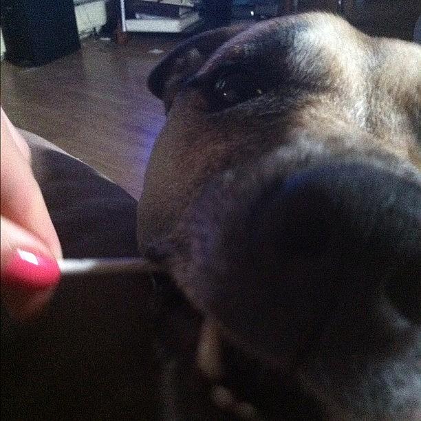 Phonography Photograph - I Shared My Cake Pop With Brownie Lol by Kerri Lacey