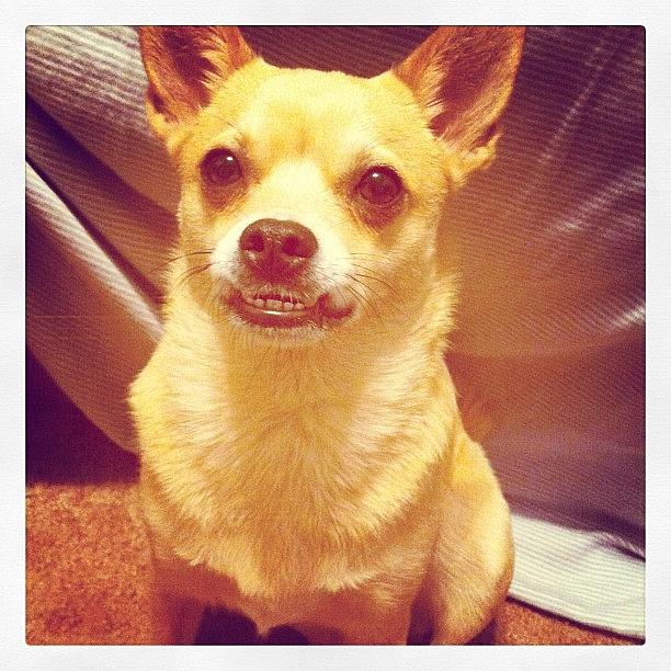 Chihuahua Photograph - I Smile Mommy! 😁🎀🌟💘 by Rosa Leon