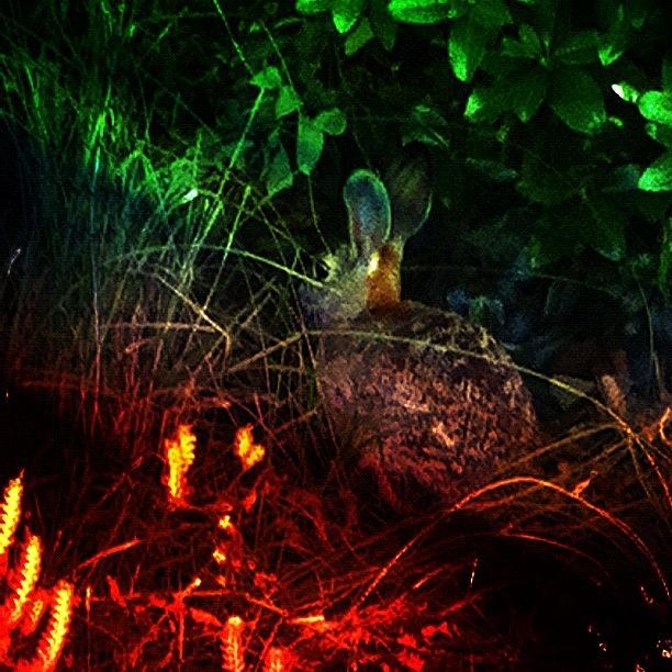 I Spy A Bunny Rabbit Photograph by Melanie Kartawinata