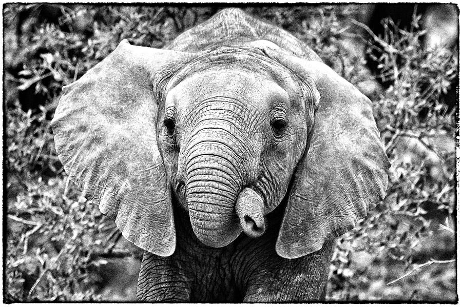 I think my trunk is too flexible Photograph by Perla Copernik