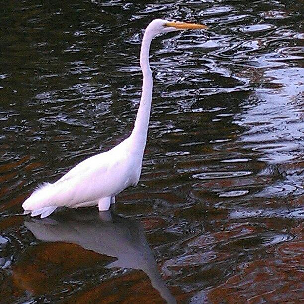 Nature Photograph - I Think This Is An Egret, We Followed by Sharon Wasson