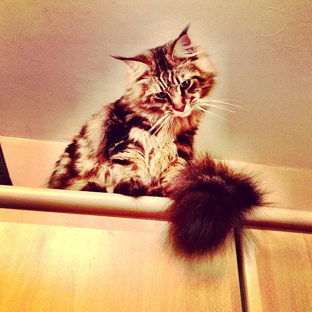Cat Photograph - I Thought Maine Coons Didnt Like by Princess White