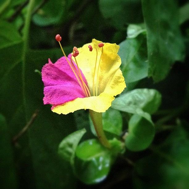 Flower Photograph - I Threw A Handful Of Four Oclock by Karyn Teno