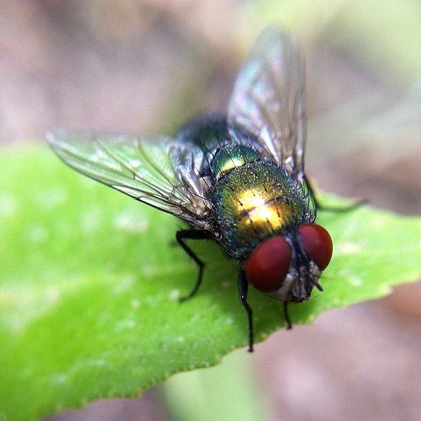 Fly Photograph - I Used Macro Len That I Bought It by Jassim Mohammad