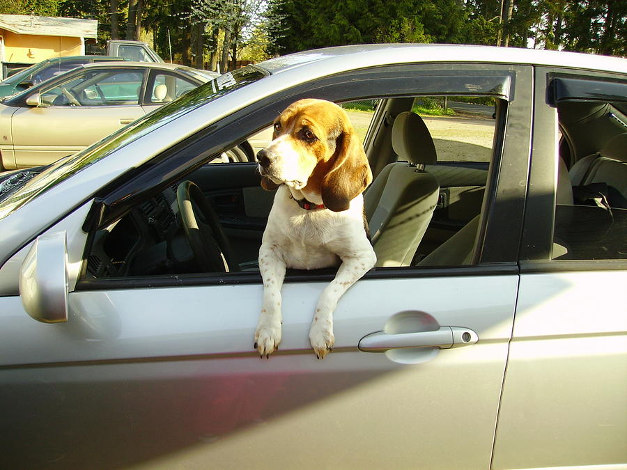 Dog Photograph - I Wanna Go For a Ride by Naomi Rogers