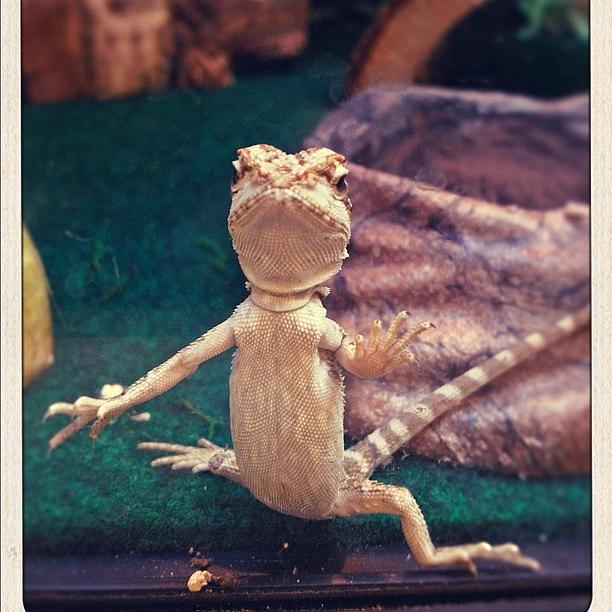 I Want One Do Bad. ;( I Love Lizards Photograph by Jess Becker