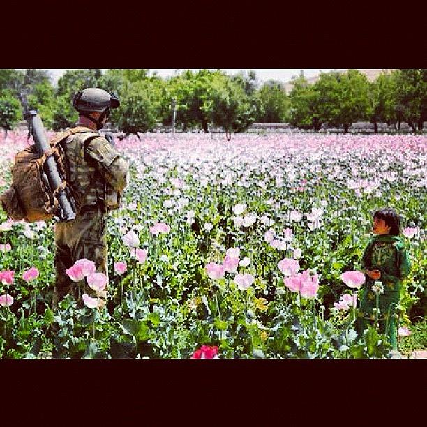 Up Movie Photograph - I Want To #visit The #afghani #poppy by Explore More