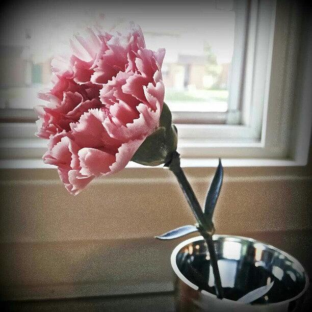 Flowers Still Life Photograph - I Was Given A Carnation At The Grocery by Jess Gowan