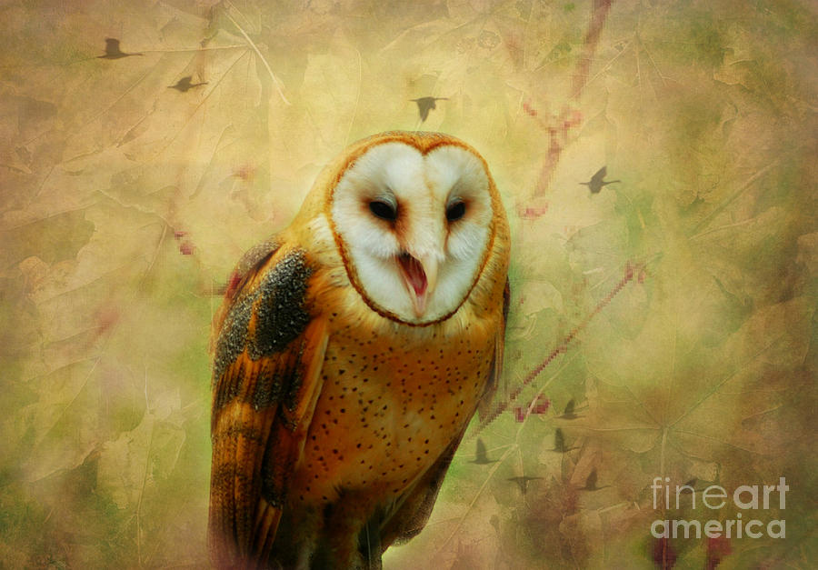 I Will Make You Smile Owl Photograph by Peggy Franz