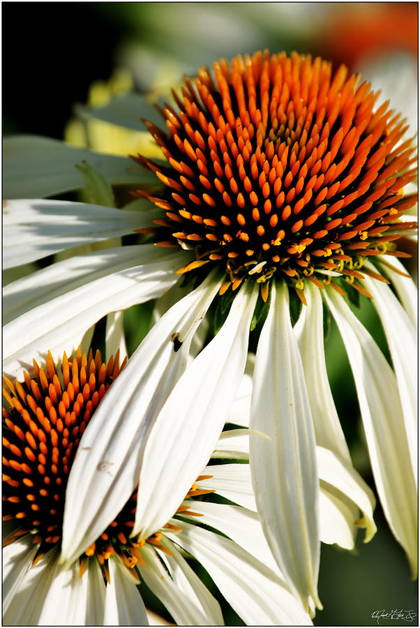 I Will Shade You ECHINACEA POW WOW Photograph by Michael Frank Jr ...