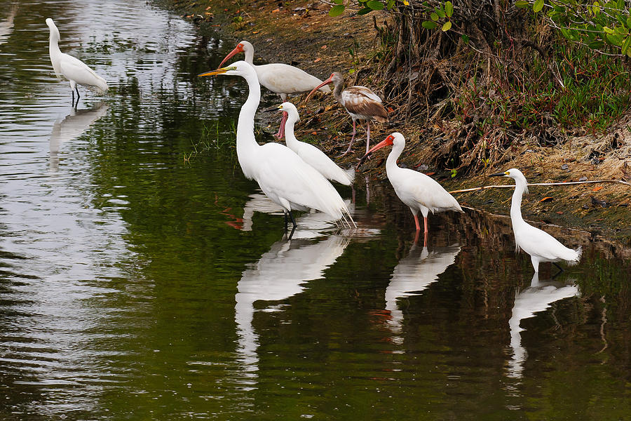 Ibis Egret Heron Photograph by Floridas Best Images - Fine Art America