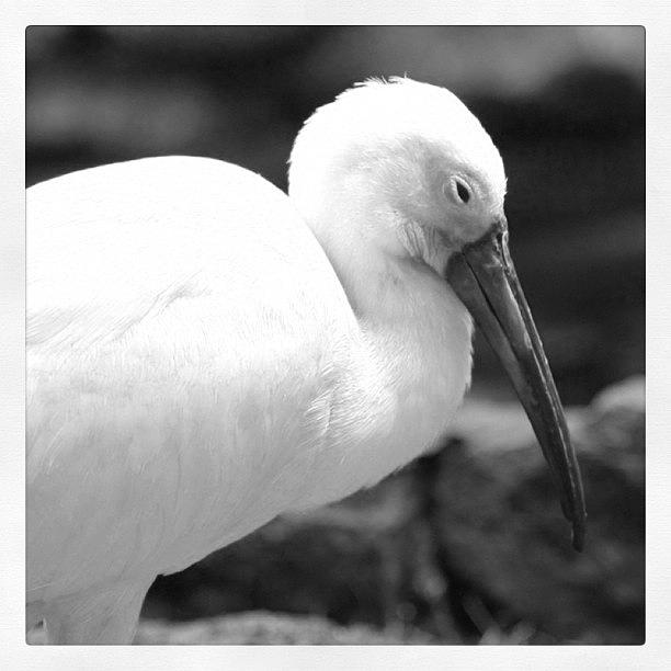 Black And White Photograph - Ibis in BW by Justin Connor