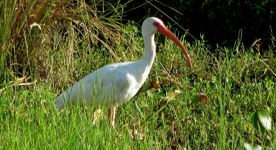 Ibis in the morning Photograph by T Guy Spencer