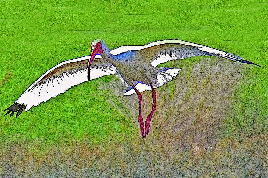 Ibis Landing Photograph by T Guy Spencer