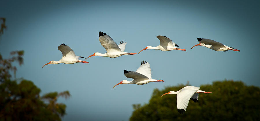 Ibis Photograph - Ibis on the Move by Andres Leon